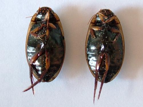 Rhantus suturalis